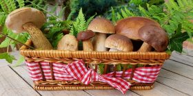 mushrooms-2678385_1280